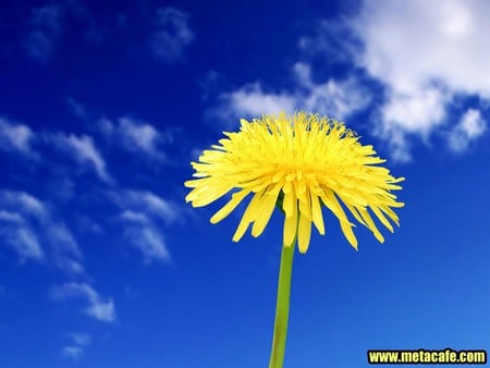 Yellow flower - flowers, nature