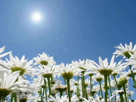 White flowers - nature, flowers