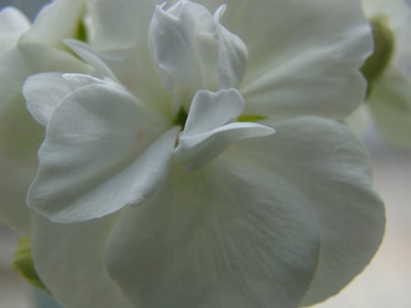 white Geranium - white, nature, photography, flower, geranium