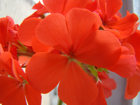 Red Geranium - red, flower, geranium, photography, nature