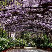 Wisteria at La Concepcion gardens, Malaga, Spain