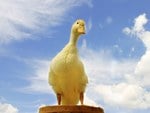 Duck standing on a bucket