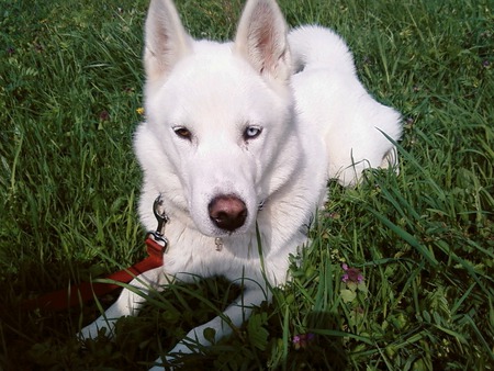 in the grass - nice husky, white  husky in the grass