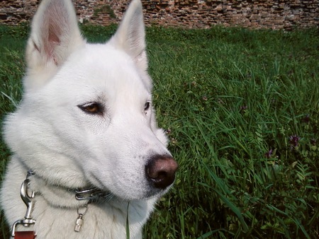 white husky - sweet, funny face