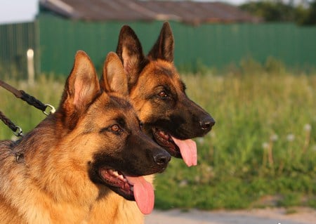 German shepherds - cute, dog, best friend, german shepherd