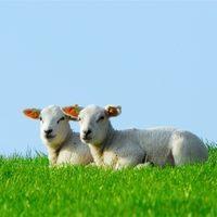 Baby sheep