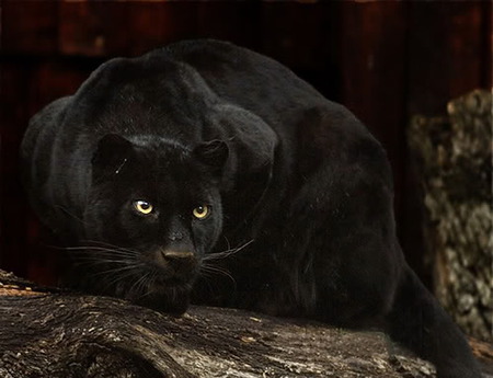 panther - hot, cute, panther, cat, animals