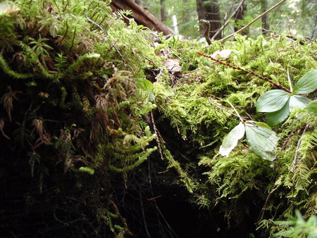 Fairies Den - idaho, stream, green, moss, spring