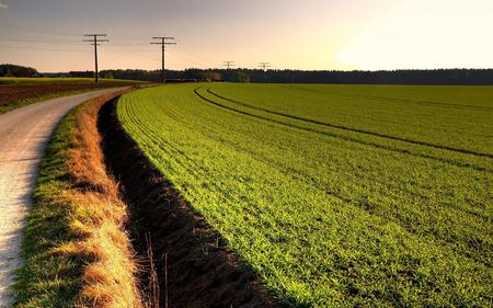 Field - field, nature