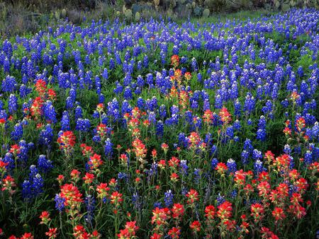 Bluebonnets - flowers, nature, bluebonnets