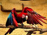 Macaw