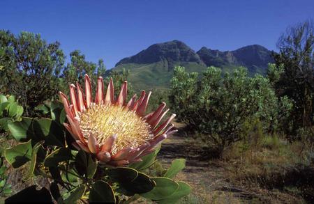 Flower - sky, flower, trees, nature, mountain