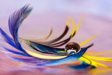 Drop on Feathers - drop on feathers, picture, cool