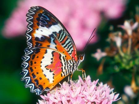 Butterfly - butterfly, animal, flower