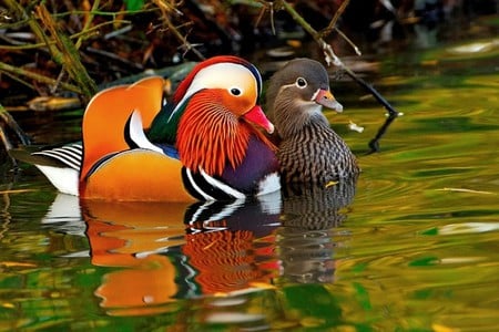 Most Beautiful Duck - picture, duck, most beautiful, cool