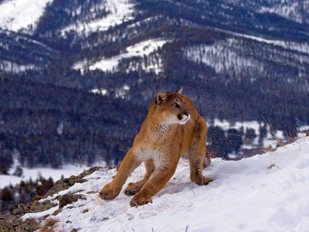 Cougar  - picture, cougar, cool, puma-concolor