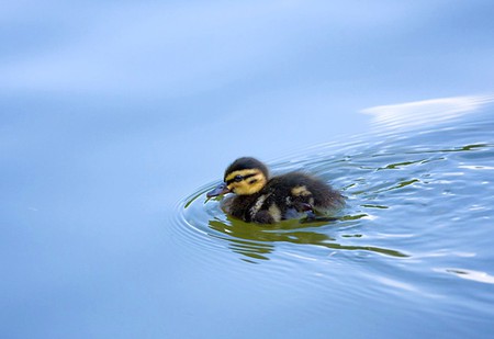 Duckling - cool, picture, duckling