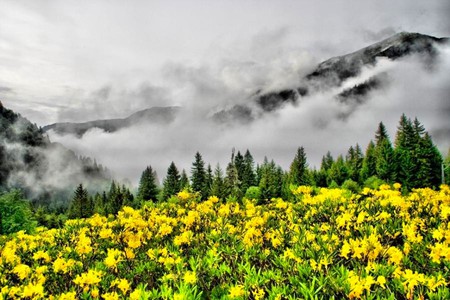 Wild Flowers - picture, beautiful, wild flowers