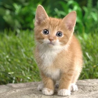 cute cat