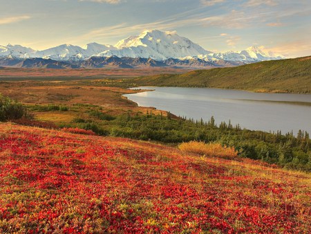 pure nature - nature, wild, floers, field, pure