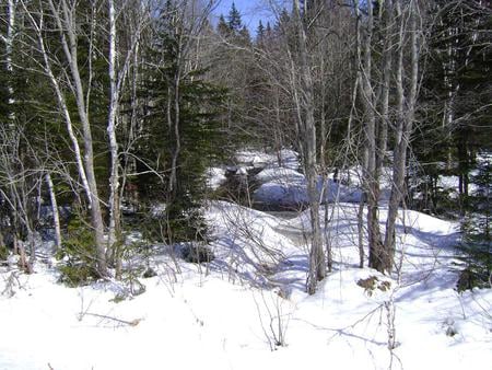 Untitle - white, forest, trees, snow