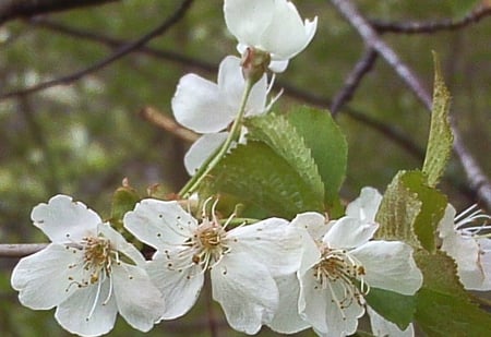 1st pic with a Vivitar 7022 - blossoms, white, yellow, green, tree