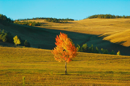 Siberia nature - nature, autumn, siberia, field, orange, tree