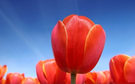 Tulips - flowers, tulips, blue, red, sky