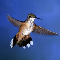 rufous hummingbird pictures .jpg