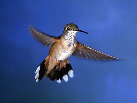 rufous hummingbird pictures .jpg - flight, flutter, hummingbird, rufous