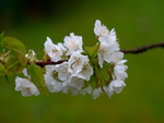 cherry blossoms