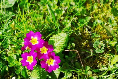 Spring - spring, flower