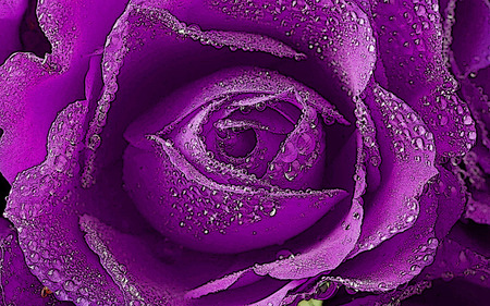 dewy red  rose wide . jpg - rose, purplered, dewy, dewdrops