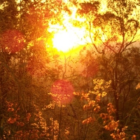 Sunset Flowers