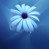 Blue chamomile