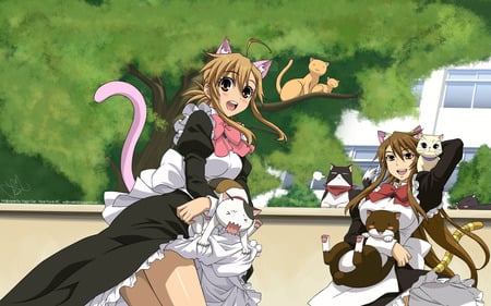 Anime maid - cats, anime, maids, cat ear