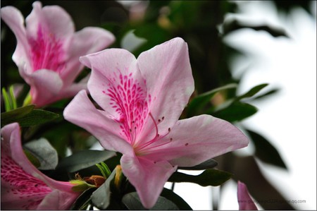 pink flower - romantic, beautiful, flower, pink, lily