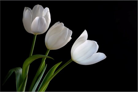 white tulips - flowers, tulips, white, purity, beautiful, spring