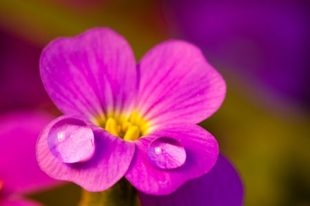 lovely flower - pretty, water drop, pink, water, drop, lovely, flower