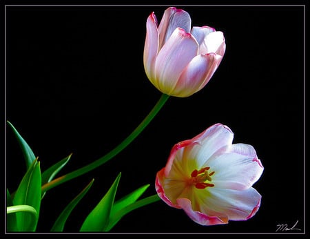 tulips - nature, pretty, beautiful, tulips, flowers, spring