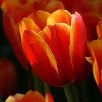 orange tulips