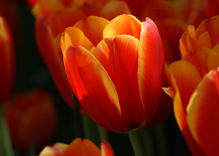 orange tulips - flowers, tulips, nature, beautiful, spring, orange