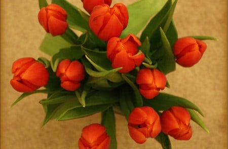 red tulips - nature, red, tulips, flowers, lovely, spring