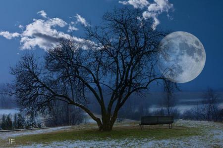 At night - moon, sky, trees, winter, nature, dark, beautiful, clouds, snow, tree