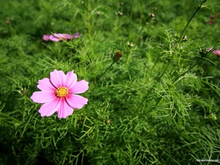 Wild flowers - sping, beautiful, green, grass, field, flower, pink