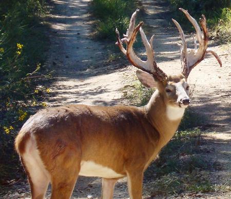 old billy bob - buck, deer, white tail, animals