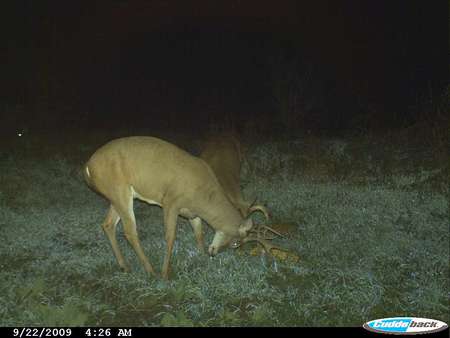 fighting bucks - buck, deer, white tail, animals