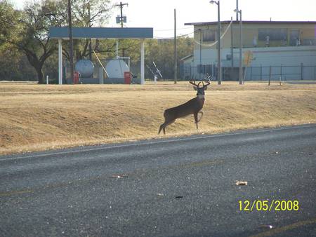 dangerous crossing - buck, deer, white tail, animals