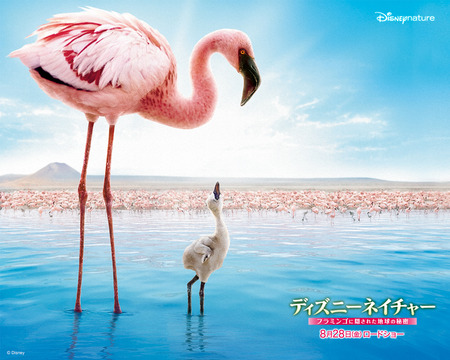 disney nature flaminggo duck little sky animal birds - clara, donald, duck, minnie, daisy, mickey, dale, chip, pluto, goofy, mouse