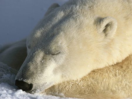 Sweet Dreams - sleeps, winter, polar bear, sweet dreams, sleep, snow